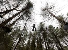Image result for Go Ape! Moors Valley