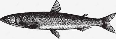 Image result for Osmerus eperlanus