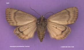 Attēlu rezultāti vaicājumam “Amphipyra livida”