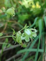 Attēlu rezultāti vaicājumam “Silene baccifera fruit”