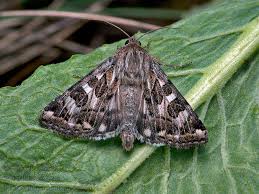 Attēlu rezultāti vaicājumam “Protoschinia scutosa”