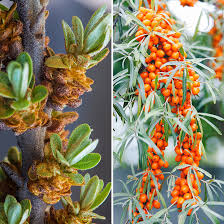 Attēlu rezultāti vaicājumam “Hippophae rhamnoides male flower”