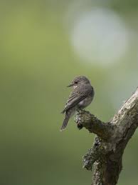 Attēlu rezultāti vaicājumam “Muscicapa striata juvenile”