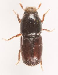 Attēlu rezultāti vaicājumam “Scolytus scolytus, Scolytus multistriatus”