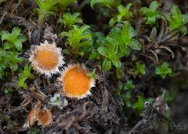 Attēlu rezultāti vaicājumam “Lamprospora tortulae-ruralis”