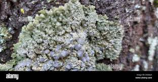 Attēlu rezultāti vaicājumam “Physconia distorta”