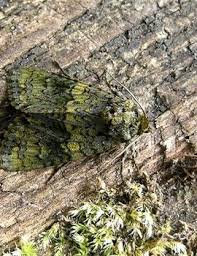 Attēlu rezultāti vaicājumam “Craniophora ligustri imago”