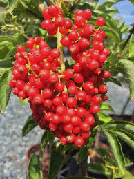 Attēlu rezultāti vaicājumam “Sambucus racemosa”