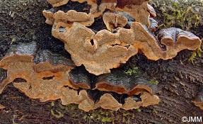 Attēlu rezultāti vaicājumam “Phellinus chrysoloma”