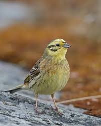 Attēlu rezultāti vaicājumam “Emberiza citrinella male”
