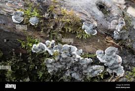 Attēlu rezultāti vaicājumam “Kretzschmaria deusta”