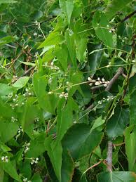 Attēlu rezultāti vaicājumam “Fallopia convolvulus leaf”