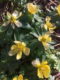 Attēlu rezultāti vaicājumam “Eranthis hyemalis”