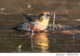 Attēlu rezultāti vaicājumam “Loxia pytyopsittacus male”