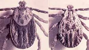 Attēlu rezultāti vaicājumam “Dermacentor reticulatus female”