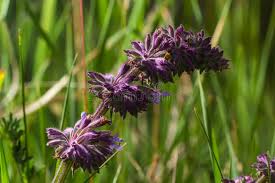Attēlu rezultāti vaicājumam “Salvia verticillata”