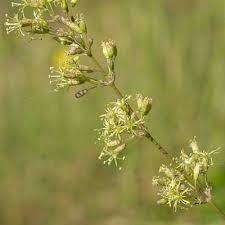 Attēlu rezultāti vaicājumam “Silene otites fruit”