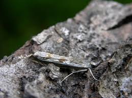 Attēlu rezultāti vaicājumam “Platytes alpinella”