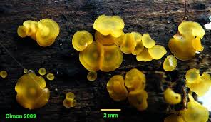 Attēlu rezultāti vaicājumam “Ombrophila violacea spores”