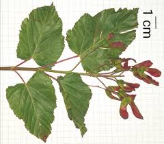 Attēlu rezultāti vaicājumam “Acer tataricum leaf”