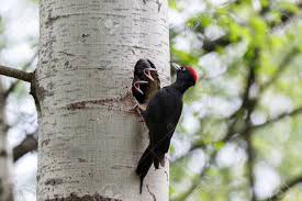 Attēlu rezultāti vaicājumam “Dryocopus martius adult”
