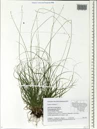 Attēlu rezultāti vaicājumam “Carex loliacea”