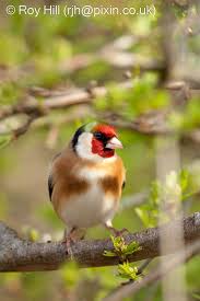 Attēlu rezultāti vaicājumam “Carduelis carduelis”