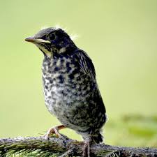 Image result for Turdus torquatus