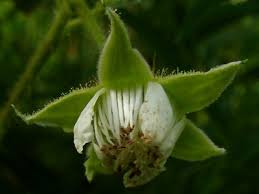 Attēlu rezultāti vaicājumam “Rubus idaeus”