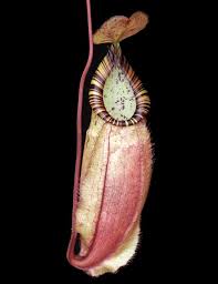 Attēlu rezultāti vaicājumam “Bulbochaete mirabilis”