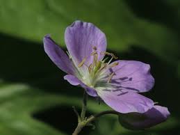 Image result for Geranium `Purple Haze`