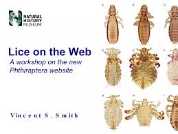 Attēlu rezultāti vaicājumam “Phthiraptera”