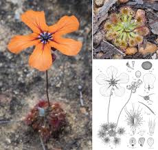 Attēlu rezultāti vaicājumam “Droseraceae”