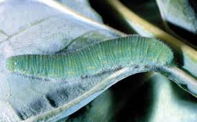 Attēlu rezultāti vaicājumam “Pieris rapae larva”