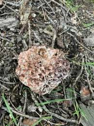 Image result for Podoscypha multizonata