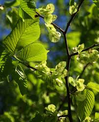 Attēlu rezultāti vaicājumam “Ulmus glabra leaf”