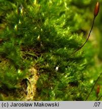 Attēlu rezultāti vaicājumam “Pylaisia polyantha”