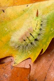 Attēlu rezultāti vaicājumam “Calliteara pudibunda larva”