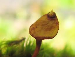 Attēlu rezultāti vaicājumam “Buxbaumia aphylla sporophyte”