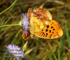 Attēlu rezultāti vaicājumam “Brenthis daphne”