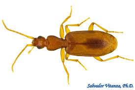 Attēlu rezultāti vaicājumam “Carabidae”