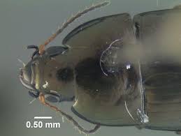 Attēlu rezultāti vaicājumam “Amara sp.”