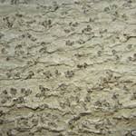 Attēlu rezultāti vaicājumam “Arthonia leucopellaea”