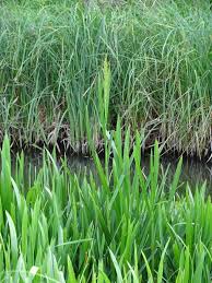 Attēlu rezultāti vaicājumam “Glyceria maxima”