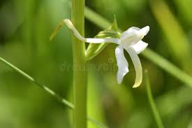 Attēlu rezultāti vaicājumam “Platanthera chlorantha flower”