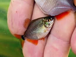 Image result for Prestatyn Piranhas