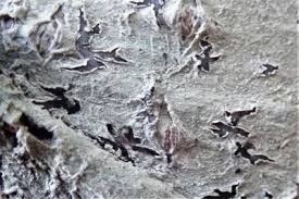 Attēlu rezultāti vaicājumam “Phaeographis dendritica”