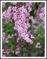 Attēlu rezultāti vaicājumam “Prunus (plum-tree)”