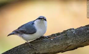 Attēlu rezultāti vaicājumam “Sitta europaea male”