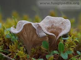 Attēlu rezultāti vaicājumam “Arrhenia spatulata”